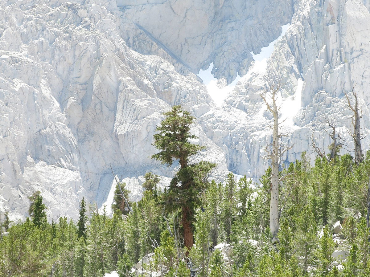 foxtail pine